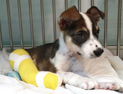 My Pet Broke a Bone. Do We Go to the ER or Urgent Care?