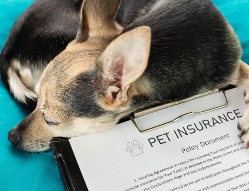 Does Pet Insurance Cover Urgent Care Visits? What to Check Before You Need It