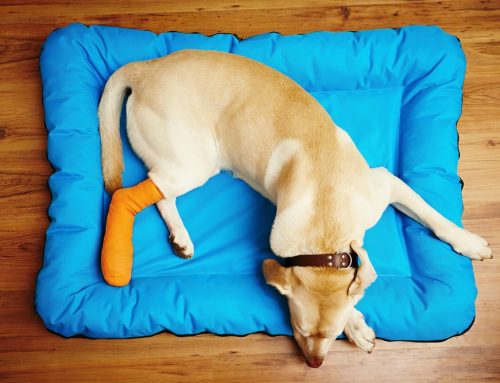 Could Your Dog’s Limp Be a Torn Knee Ligament?
