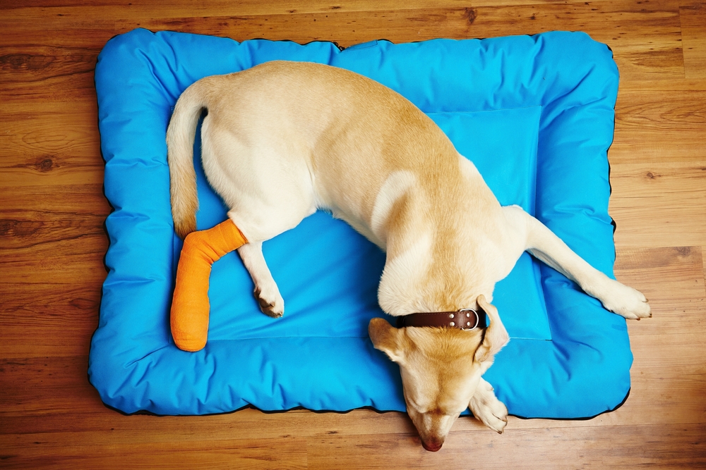 Dog recovering from an injury while resting at home, highlighting post-treatment care, pain management, and the healing process following veterinary attention.