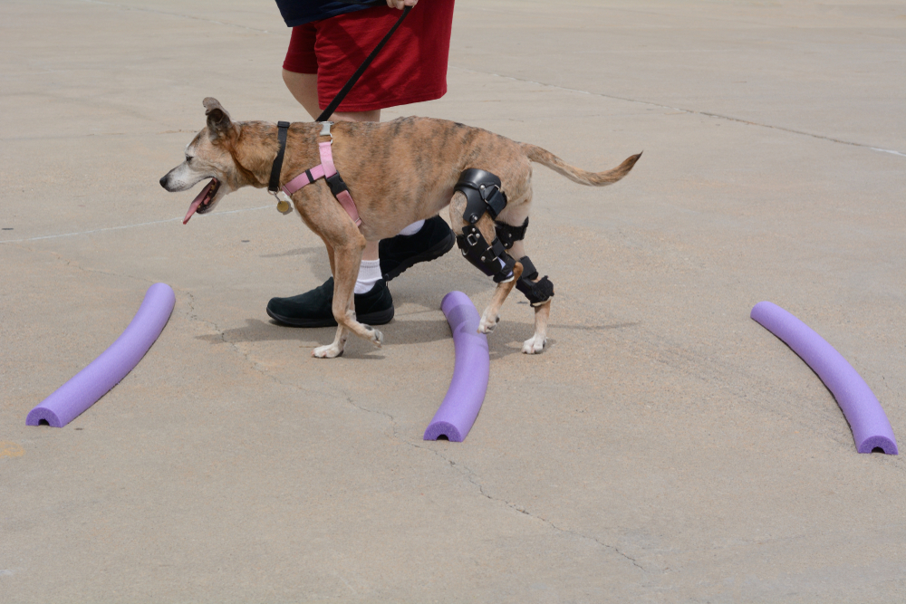 Dog performing rehabilitation exercises for a knee injury.