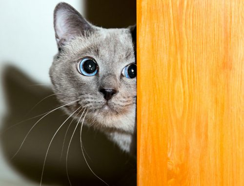 What Injuries Can Noise Phobia Cause in Dogs and Cats?