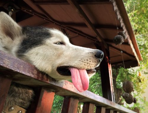 Is Your Pet Just Hot, or Has This Tipped Into Heat Stroke?