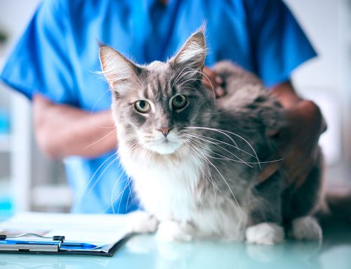 When Does a Thyroid or Parathyroid Problem Need Surgery?