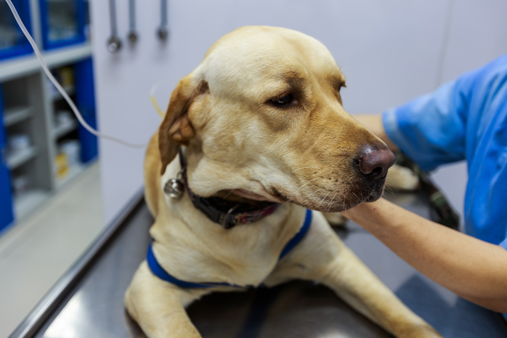 Veterinary team providing emergency medical care to a Labrador retriever.