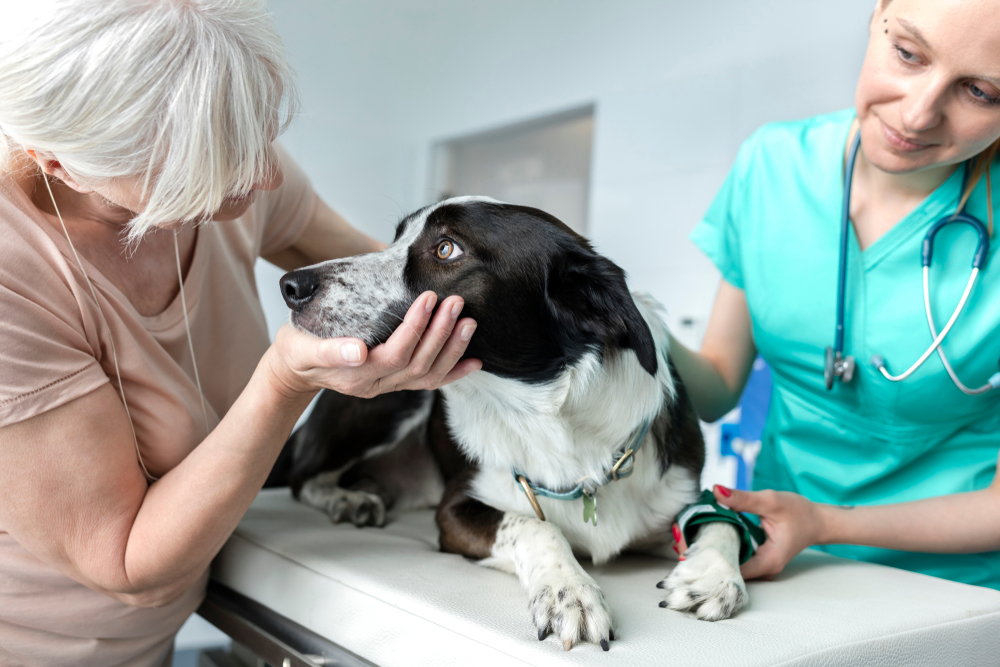 Senior pet owner with a veterinarian examining their dog during a wellness check.