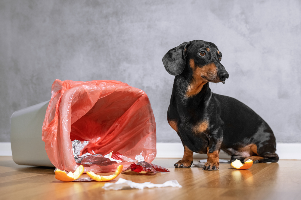 Black and tan Dachshund looking attentively while standing outdoors.