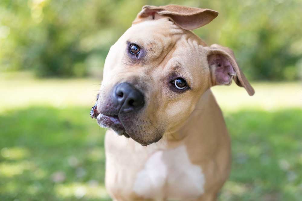 A close-up portrait of a tan and white Pit Bull mix tilting its head curious against a blurry green outdoor background.
