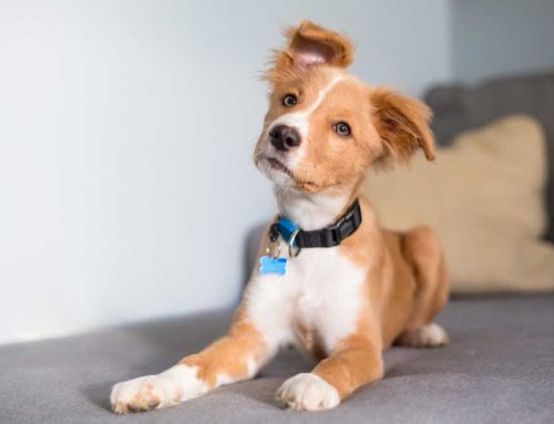 Is My Dog’s Sudden Head Tilt a Stroke or Vestibular Disease?