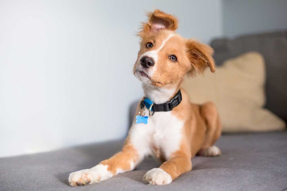 A fluffy brown and white puppy lying on a gray couch tilting its head sideways at the camera.