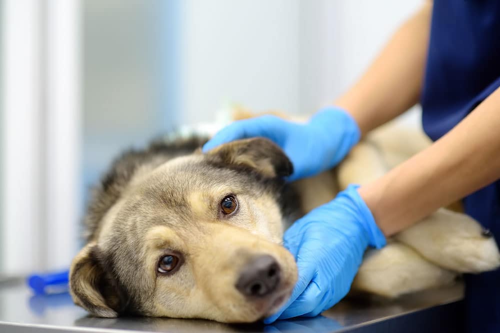 Veterinarian examining a Shepherd dog during a veterinary health checkup.