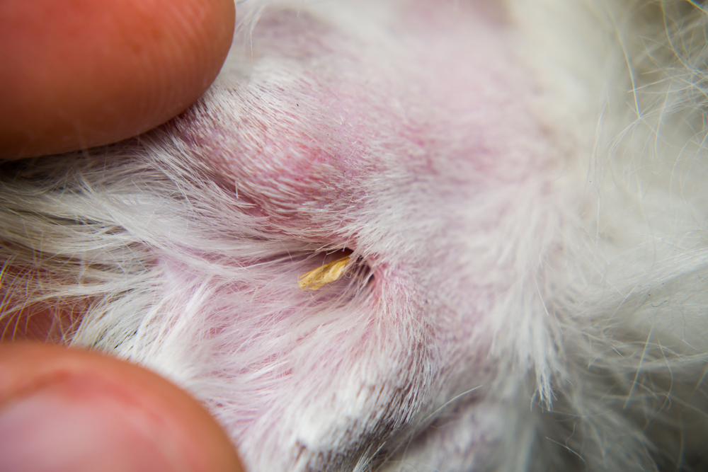 Foxtail grass seed head that can pose a risk to dogs and other pets.