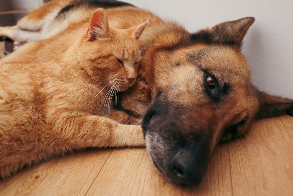 German Shepherd Beagle mix dog sitting beside a red tabby cat.