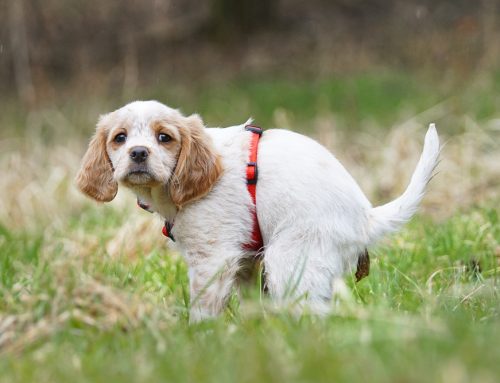Is My Pet’s Diarrhea Giardia, Coccidia, or Something Else?
