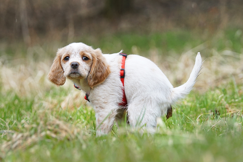 Puppy defecating outdoors in a grassy area.