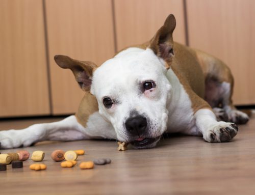 Which Everyday Products in Your Home Could Poison Your Pet?